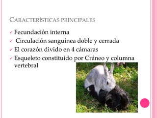 CARACTERÍSTICAS PRINCIPALES
 Fecundación interna
 Circulación sanguínea doble y cerrada
 El corazón divido en 4 cámaras
 Esqueleto constituido por Cráneo y columna
vertebral
 