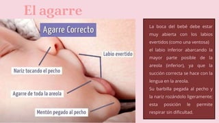 El agarre
La boca del bebé debe estar
muy abierta con los labios
evertidos (como una ventosa)
el labio inferior abarcando la
mayor parte posible de la
areola (inferior), ya que la
succión correcta se hace con la
lengua en la areola.
Su barbilla pegada al pecho y
la nariz rozándolo ligeramente;
esta posición le permite
respirar sin dificultad.
 