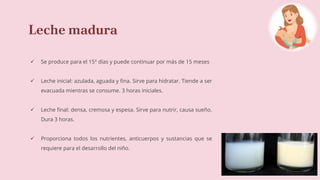Leche madura
 Se produce para el 15º días y puede continuar por más de 15 meses
 Leche inicial: azulada, aguada y fina. Sirve para hidratar. Tiende a ser
evacuada mientras se consume. 3 horas iniciales.
 Leche final: densa, cremosa y espesa. Sirve para nutrir, causa sueño.
Dura 3 horas.
 Proporciona todos los nutrientes, anticuerpos y sustancias que se
requiere para el desarrollo del niño.
 