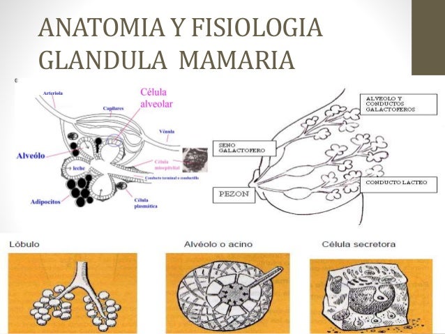 Anatomia De La Mama En Lactancia