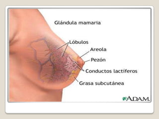 Patrones de succiónEl patrón dependerá del lactante.Algunos succionan varias veces antes de deglutir.Otros degluten después de cada succión.Un sonido suave indica que la succión es optima para el lactante.Un sonido de chasquido, indica que la posición de la boca es errónea.
