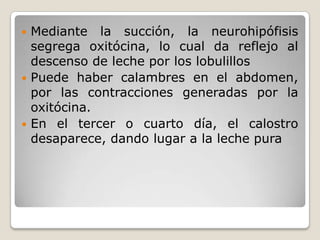 Mediante la succión, la neurohipófisis segrega oxitócina, lo cual da reflejo al descenso de leche por los lobulillos Puede haber calambres en el abdomen, por las contracciones generadas por la oxitócina.En el tercer o cuarto día, el calostro desaparece, dando lugar a la leche pura