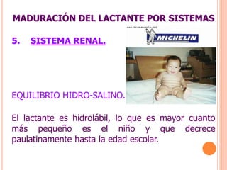 MADURACIÓN DEL LACTANTE POR SISTEMAS
5. SISTEMA RENAL.
EQUILIBRIO HIDRO-SALINO.
El lactante es hidrolábil, lo que es mayor cuanto
más pequeño es el niño y que decrece
paulatinamente hasta la edad escolar.
 
