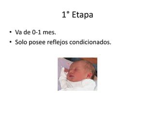 1° Etapa
• Va de 0-1 mes.
• Solo posee reflejos condicionados.