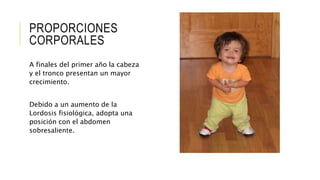 PROPORCIONES
CORPORALES
A finales del primer año la cabeza
y el tronco presentan un mayor
crecimiento.
Debido a un aumento de la
Lordosis fisiológica, adopta una
posición con el abdomen
sobresaliente.
 