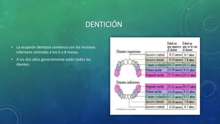 DENTICIÓN
• La erupción dentaria comienza con los incisivos
inferiores centrales a los 6 u 8 meses.
• A los dos años generalmente están todos los
dientes.
 