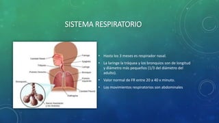 SISTEMA RESPIRATORIO
• Hasta los 3 meses es respirador nasal.
• La laringe la tráquea y los bronquios son de longitud
y diámetro más pequeños (1/3 del diámetro del
adulto).
• Valor normal de FR entre 20 a 40 x minuto.
• Los movimientos respiratorios son abdominales
 