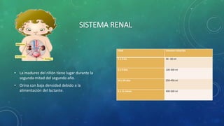 SISTEMA RENAL
• La madurez del riñón tiene lugar durante la
segunda mitad del segundo año.
• Orina con baja densidad debido a la
alimentación del lactante.
Edad Volumen total/día
1 a 2 día 30 - 60 ml
3 a 9 días 100-300 ml
10 a 59 días 250-450 ml
2 a 11 meses 400-500 ml
 