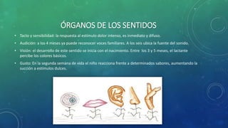 ÓRGANOS DE LOS SENTIDOS
• Tacto y sensibilidad: la respuesta al estímulo dolor intenso, es inmediato y difuso.
• Audición: a los 4 meses ya puede reconocer voces familiares. A los seis ubica la fuente del sonido.
• Visión: el desarrollo de este sentido se inicia con el nacimiento. Entre los 3 y 5 meses, el lactante
percibe los colores básicos.
• Gusto: En la segunda semana de vida el niño reacciona frente a determinados sabores, aumentando la
succión a estímulos dulces.
 