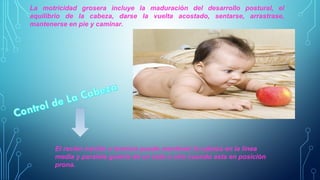La motricidad grosera incluye la maduración del desarrollo postural, el 
equilibrio de la cabeza, darse la vuelta acostado, sentarse, arrastrase, 
mantenerse en pie y caminar. 
El recién nacido a termino puede mantener la cabeza en la línea 
media y paralela guiarla de un lado a otro cuando esta en posición 
prona. 
 