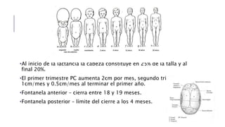 •Al inicio de la lactancia la cabeza constituye en 25% de la talla y al 
final 20%. 
•El primer trimestre PC aumenta 2cm por mes, segundo trimestre 
1cm/mes y 0.5cm/mes al terminar el primer año. 
•Fontanela anterior – cierra entre 18 y 19 meses. 
•Fontanela posterior – límite del cierre a los 4 meses. 
 