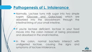 Undigested Milk Image LactaseLACTASE INCANDESCE226-10-2025.pptx