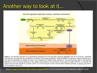 Another way to look at it… Schurr A.  Lactate: the ultimate cerebral oxidative energy substrate?  Journal of Cerebral Blood Flow & Metabolism 2006; 26: 142-152 