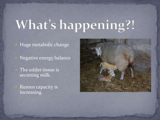 What’s happening?!<br />Huge metabolic change<br />Negative energy balance<br />The udder tissue is secreting milk.<br />R...