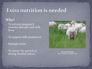 Extra nutrition is needed<br />Why?<br />To prevent pregnancy toxemia (ketosis) and milk fever. <br />To support milk prod...