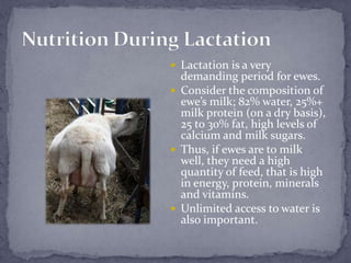 Nutrition During Lactation<br />Lactation is a very demanding period for ewes.<br />Consider the composition of ewe’s milk...