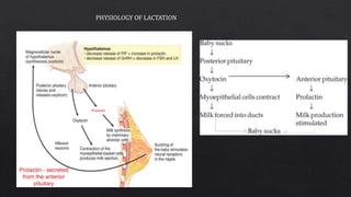 PHYSIOLOGY OF LACTATION
 