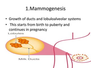 1.Mammogenesis
• Growth of ducts and lobuloalveolar systems
• This starts from birth to puberty and
continues in pregnancy
 