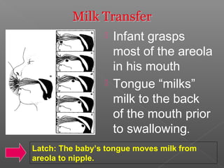  Infant grasps
most of the areola
in his mouth
 Tongue “milks”
milk to the back
of the mouth prior
to swallowing.
Latch: The baby’s tongue moves milk from
areola to nipple.
 