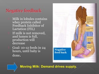  Milk in lobules contains
whey protein called
Feedback Inhibitor of
Lactation (FIL)
 If milk is not removed,
and lumen is full,
production will
decrease
 Goal: 10-12 feeds in 24
hours, until baby is
done.
Moving Milk: Demand drives supply.
Negative
feed back
 