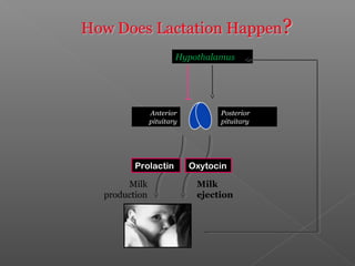 Milk
production
Milk
ejection
Prolactin Oxytocin
Anterior
pituitary
Posterior
pituitary
Hypothalamus
 