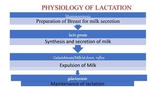 PHYSIOLOGY OF LACTATION
Galactokinesis/Milk letdown reflex
Expulsion of Milk
lactogenesis
Synthesis and secretion of milk
Mammogenesis
Preparation of Breast for milk secretion
galactopoiesis
Maintenance of lactation
 