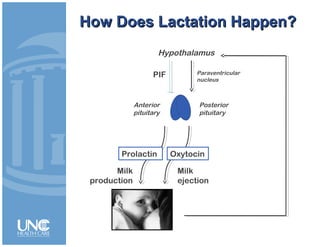 Milk
production
Milk
ejection
PIF
How Does Lactation Happen?How Does Lactation Happen?
Prolactin Oxytocin
Anterior
pituitary
Posterior
pituitary
Hypothalamus
Paraventricular
nucleus
 