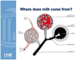Where does milk come from?Where does milk come from?
 