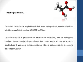 Patologicamente....




Quando a perfusão de oxigênio está deficiente no organismo, ocorre também a
glicólise anaeróbia levando a ACIDOSE LÁCTICA.


Quando o lactato é produzido em excesso nos músculos, íons de hidrogênio
também são produzidos. O acúmulo dos íons provoca uma acidose, provocando
as câimbras. O que causa fadiga no músculo não é o lactato, mas sim o aumento
da acidez muscular.
 