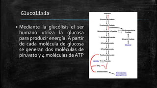 Glucolisis
 Mediante la glucólisis el ser
humano utiliza la glucosa
para producir energía. A partir
de cada molécula de glucosa
se generan dos moléculas de
piruvato y 4 moléculas de ATP
 