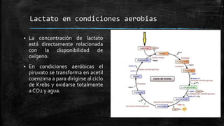 Lactato en condiciones aerobias
 La concentración de lactato
está directamente relacionada
con la disponibilidad de
oxígeno.
 En condiciones aeróbicas el
piruvato se transforma en acetil
coenzima a para dirigirse al ciclo
de Krebs y oxidarse totalmente
a CO2 y agua.
 