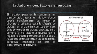 Lactato en condiciones anaerobias
 El lactato pasa a la sangre y es
transportado hasta el hígado donde
puede transformarse de nuevo en
piruvato y utilizarse para la síntesis de
glucosa en el ciclo de Cori (que consiste
en la conversión de glucosa a lactato en la
periferia y de lactato a glucosa en el
hígado) o puede permanecer en la célula
hasta que se restablezcan las condiciones
aeróbicas, momento en que se
transformará en piruvato.
 