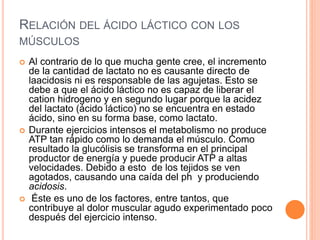 RELACIÓN DEL ÁCIDO LÁCTICO CON LOS
MÚSCULOS
 Al contrario de lo que mucha gente cree, el incremento
de la cantidad de lactato no es causante directo de
laacidosis ni es responsable de las agujetas. Esto se
debe a que el ácido láctico no es capaz de liberar el
cation hidrogeno y en segundo lugar porque la acidez
del lactato (ácido láctico) no se encuentra en estado
ácido, sino en su forma base, como lactato.
 Durante ejercicios intensos el metabolismo no produce
ATP tan rápido como lo demanda el músculo. Como
resultado la glucólisis se transforma en el principal
productor de energía y puede producir ATP a altas
velocidades. Debido a esto de los tejidos se ven
agotados, causando una caída del ph y produciendo
acidosis.
 Éste es uno de los factores, entre tantos, que
contribuye al dolor muscular agudo experimentado poco
después del ejercicio intenso.
 
