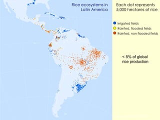 Each dot represents 5,000 hectares of rice Rice ecosystems in Latin America Irrigated fields Rainfed, flooded fields Rainfed, non flooded fields Source: Hijmans, 2008 < 5% of global rice production  