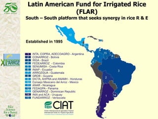 Latin American Fund for Irrigated Rice (FLAR) South – South platform that seeks synergy in rice R & E Established in 1995 