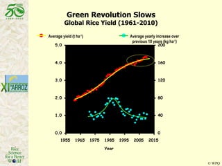 Latin America: The World’s Future Rice Bowl?