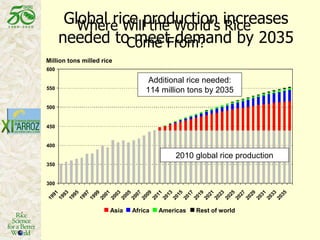 Latin America: The World’s Future Rice Bowl?
