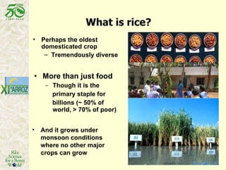 Latin America: The World’s Future Rice Bowl?