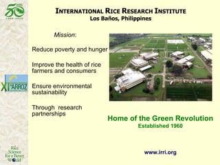 Latin America: The World’s Future Rice Bowl?