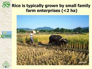 Latin America: The World’s Future Rice Bowl?