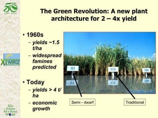 Latin America: The World’s Future Rice Bowl?