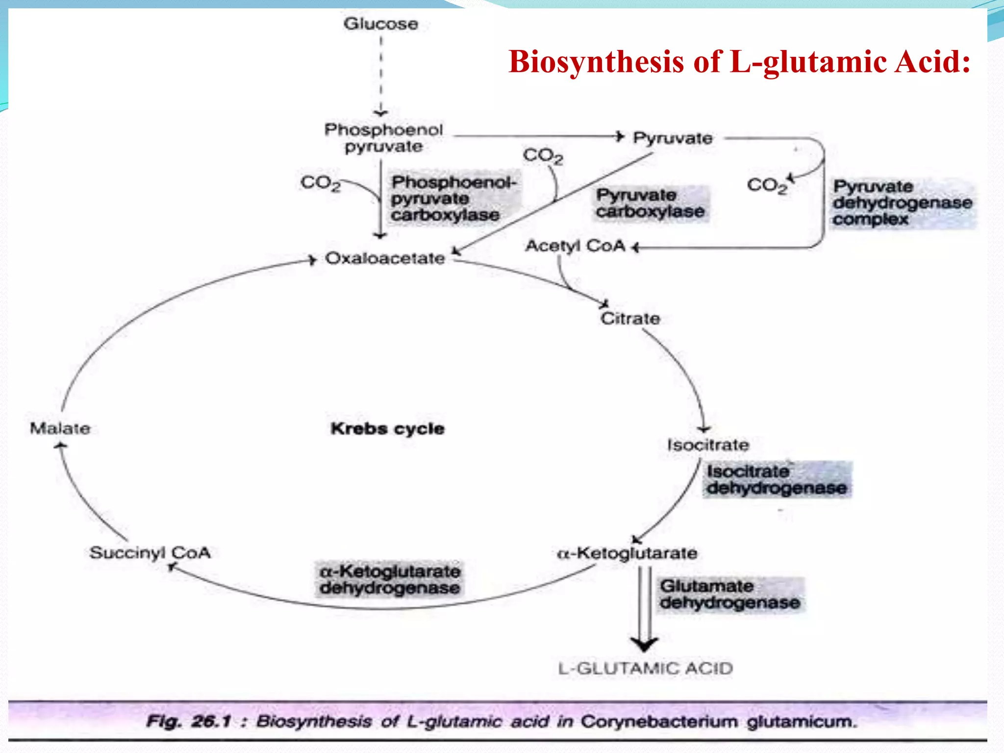 Lactic acid, cheese, glutamic production