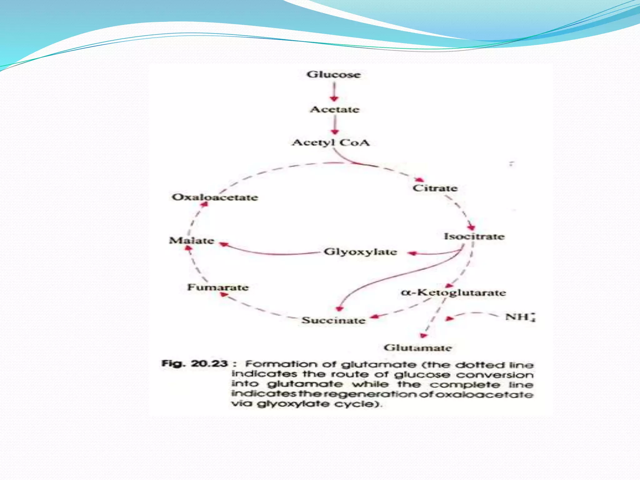 Lactic acid, cheese, glutamic production