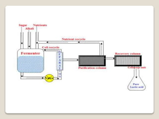 Lactic acid fermentation | PPTX