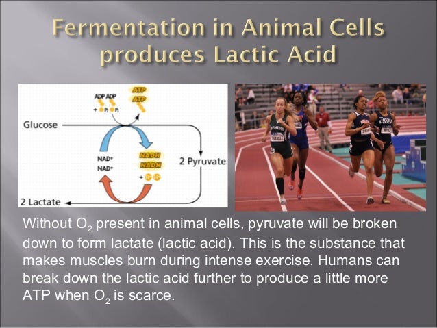 Lactic acid fermentation - Lactic AciD Fermentation 3 638