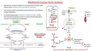 Metformin causes lactic acidosis
15
• Mechanism via which metformin increases plasma lactate levels
relates to the inhibition of mitochondrial respiration.
• This results in both accelerated lactate production and reduced
lactate metabolism.
• In isolated hepatocytes, metformin inhibits complex 1 of the
mitochondrial respiratory chain in a concentration-dependent
manner and impairs gluconeogenesis.
 