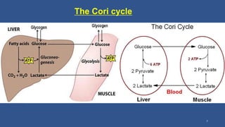 The Cori cycle
7
 
