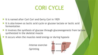 CORI CYCLE
 It is named after Carl Cori and Gerty Cori in 1929
 It is also known as lactic acid cycle or glucose lactate or lactic acid
fermentation
 It involves the synthesis of glucose through gluconeogenesis from lactate
synthesized in the skeletal muscle
 It occurs when the muscles need energy or during hypoxia
-Intense exercise
-Sprinting
 
