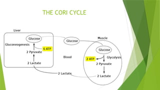 THE CORI CYCLE
 