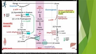 Lactic acidosis , diagnosis, causes, management